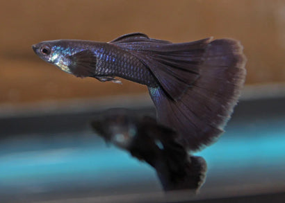 Guppy Male Blue Black