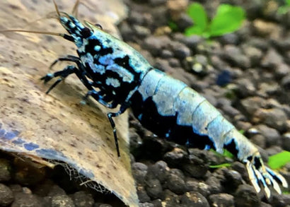 shrimp Blue galaxy