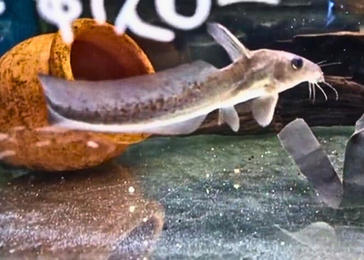 Coburg Aquarium Toothless catfish in aquarium