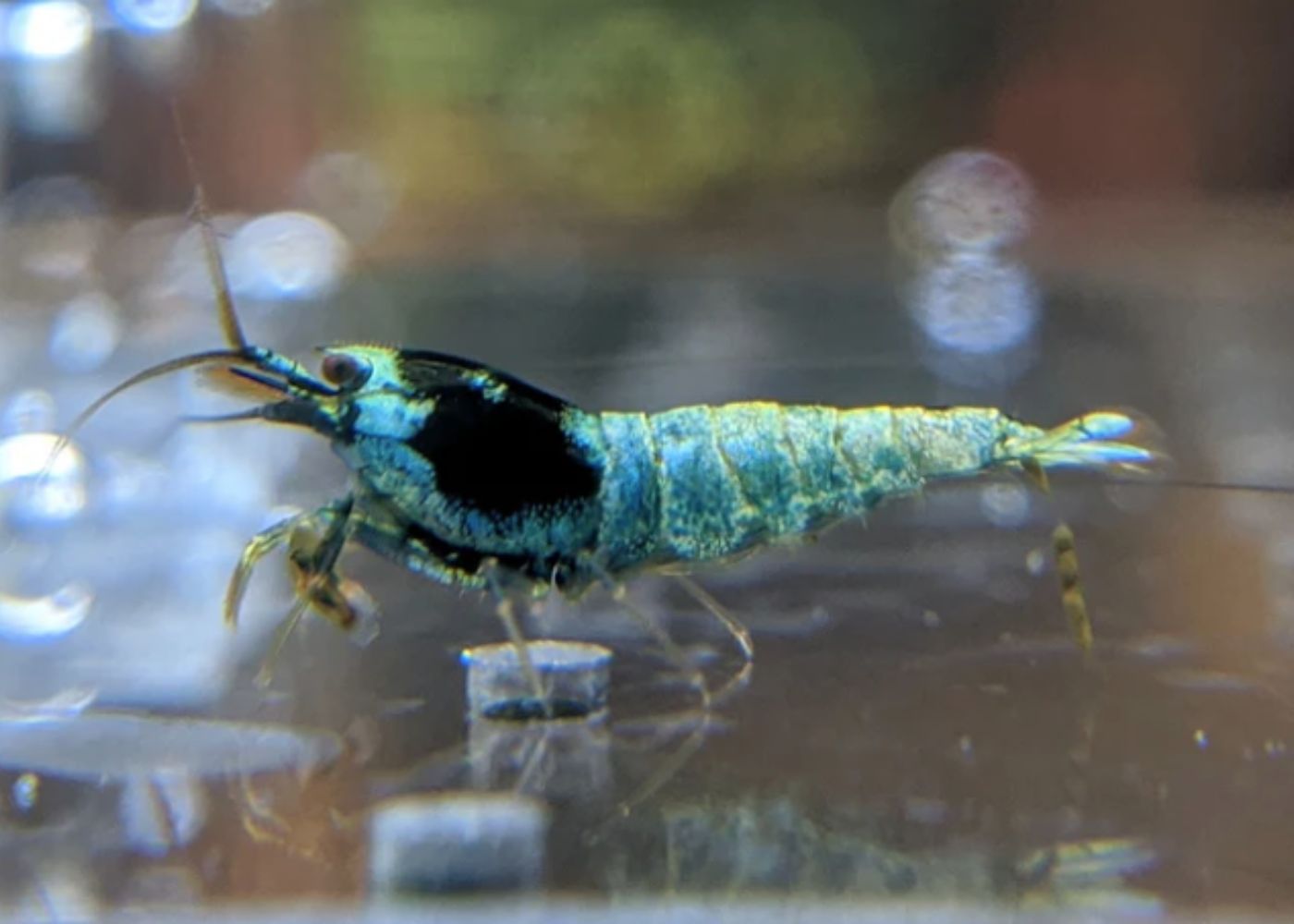 cherry shrimp blue mosura