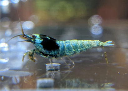 cherry shrimp blue mosura