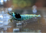 cherry shrimp blue mosura