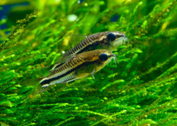 Corydoras - Pygmaeus