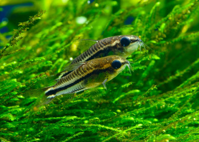Corydoras - Pygmaeus