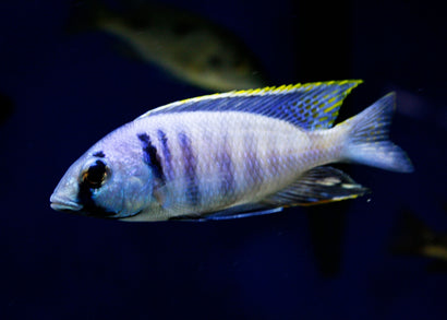 Placidochromis Electra Likoma