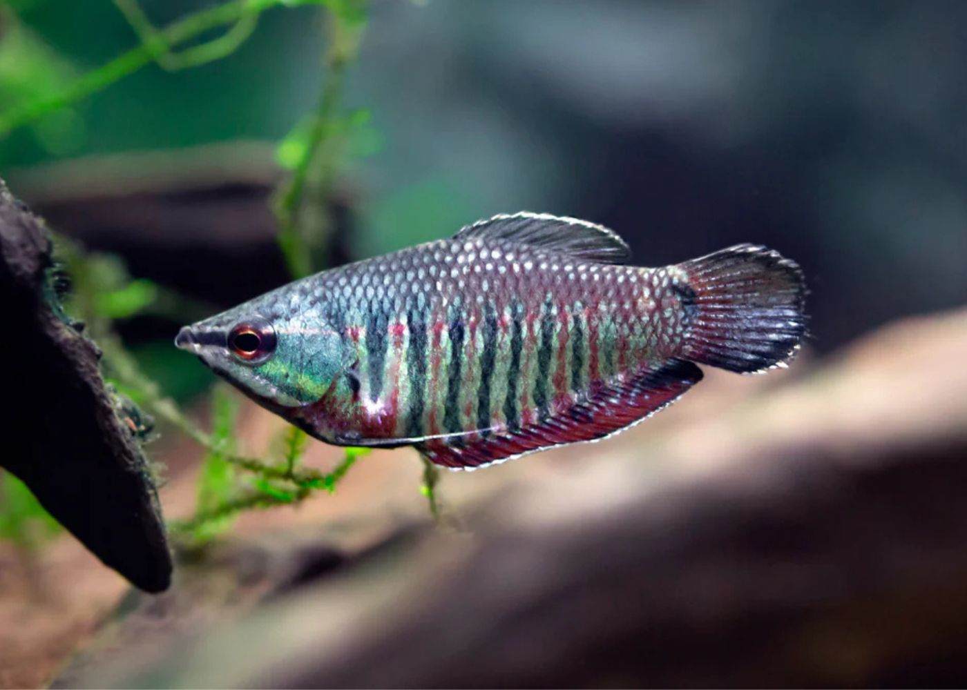 Gourami - Samurai