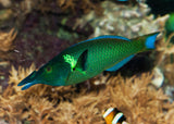 Wrasse - Bird nose (male) - Green
