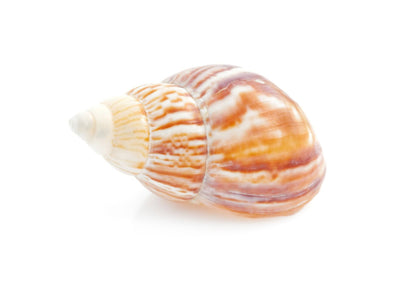 Hermit Crab Spare Shell - Jumbo