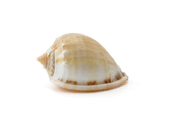 Hermit Crab Spare Shell - Jumbo