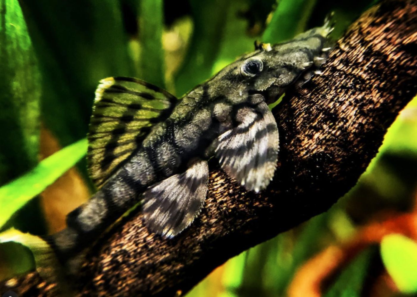 Fish with a camouflage pattern on a branch with green foliage in the background