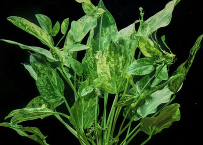 Echinodorus "Marble Queen" - Emersed Grown