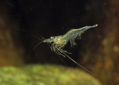 Shrimp swimming in an aquarium with a dark background