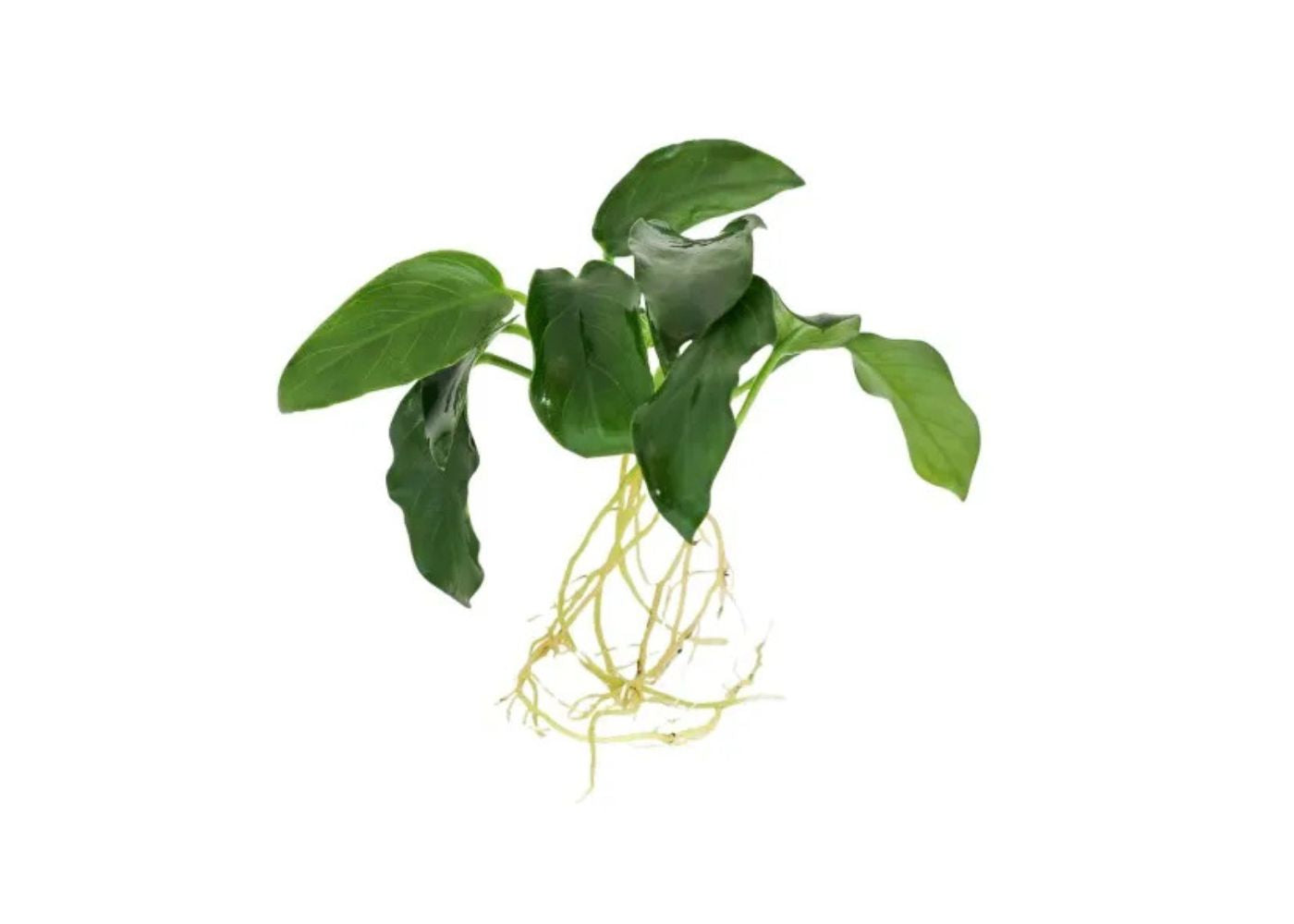 Anubias Nana Petite