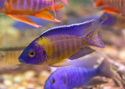 Peacock Cichlid - Maulana Bicolour