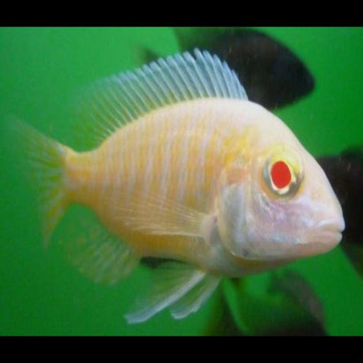 Peacock - Albino Yellow