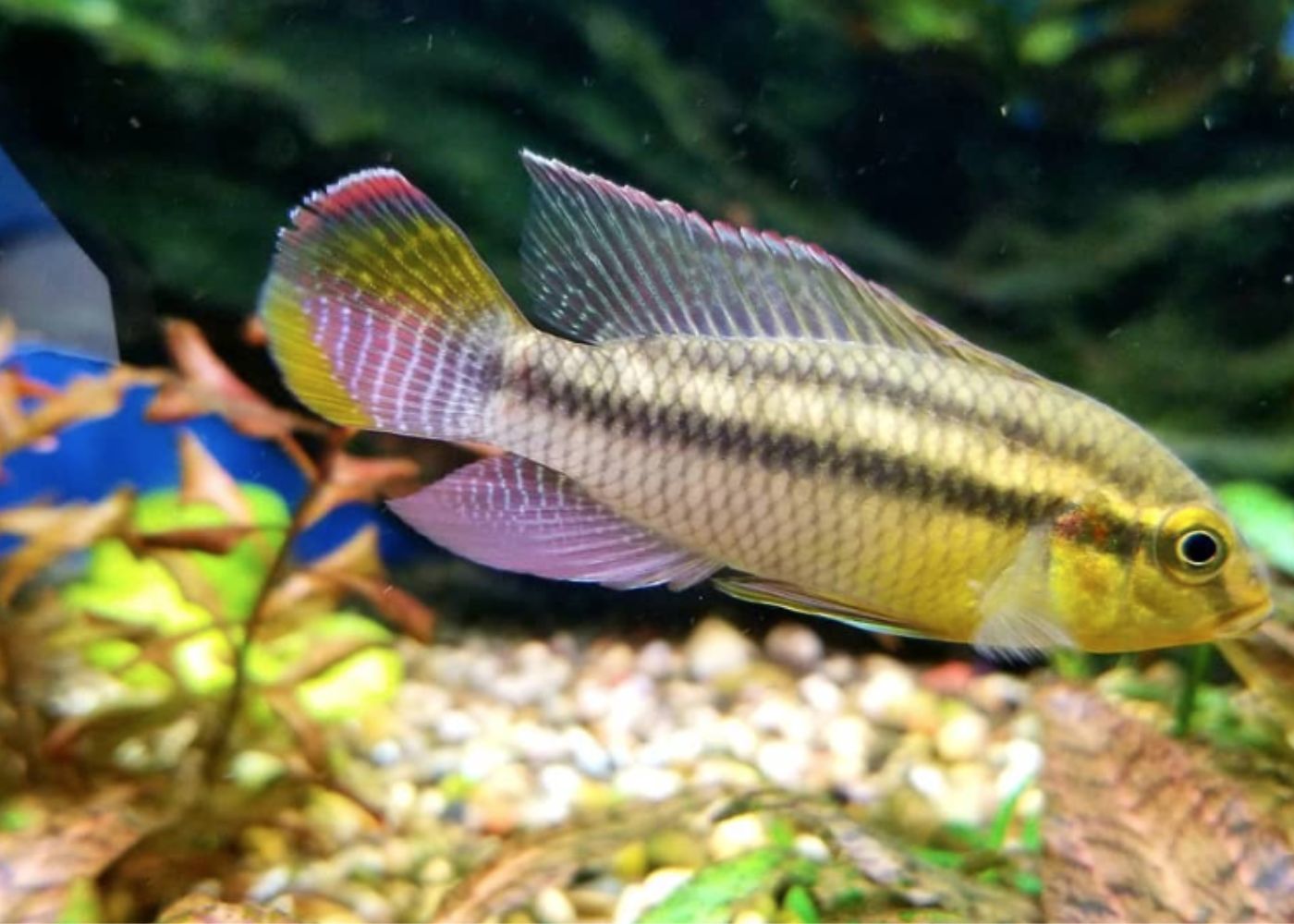 Colorful pelvicachromis silviae cichlid fish in an aquarium with plants and gravel.