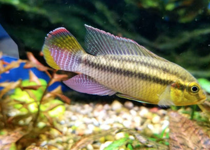 Colorful pelvicachromis silviae cichlid fish in an aquarium with plants and gravel.