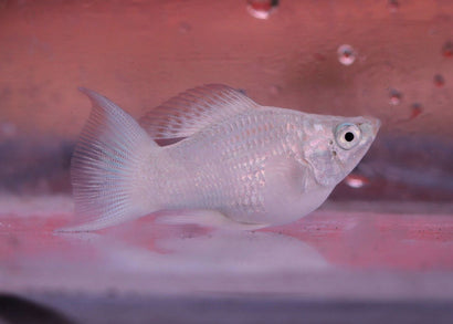 Fish in an aquarium with a pinkish backgroun