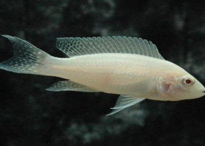 Princess Cichlid - Albino