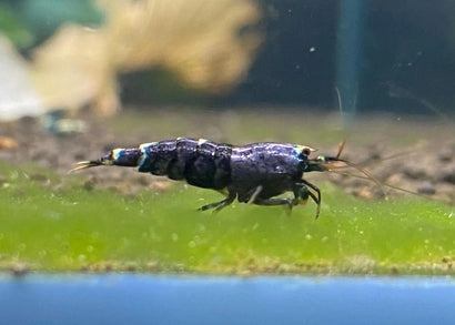 Shrimp - Purple Metallic