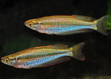 rainbowfish m gracilis