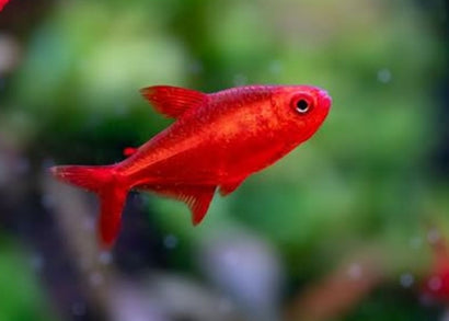 Red Cherry Tetra - Rare