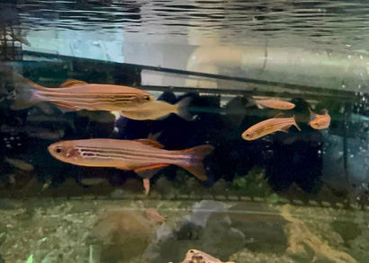 Zebra Danio - Redfin