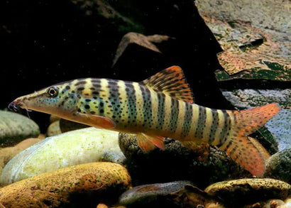 Redfin Tiger Loach - S. berdmoei