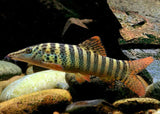 Redfin Tiger Loach - S. berdmoei