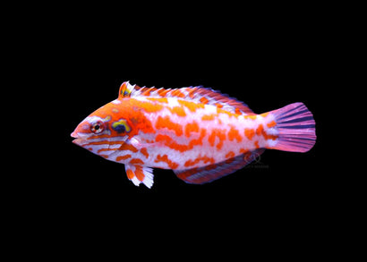 Wrasse - Choati Red Leopard