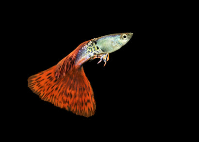 Guppy Male Red Mosaic