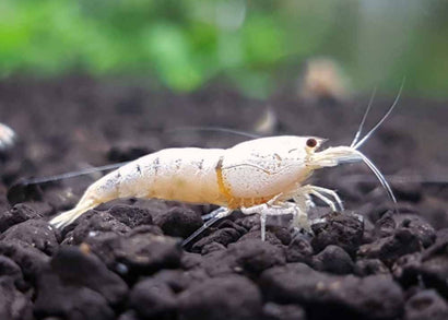 Shrimp - Snow White