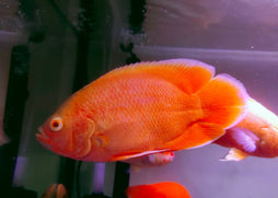 Oscar - Super Red
