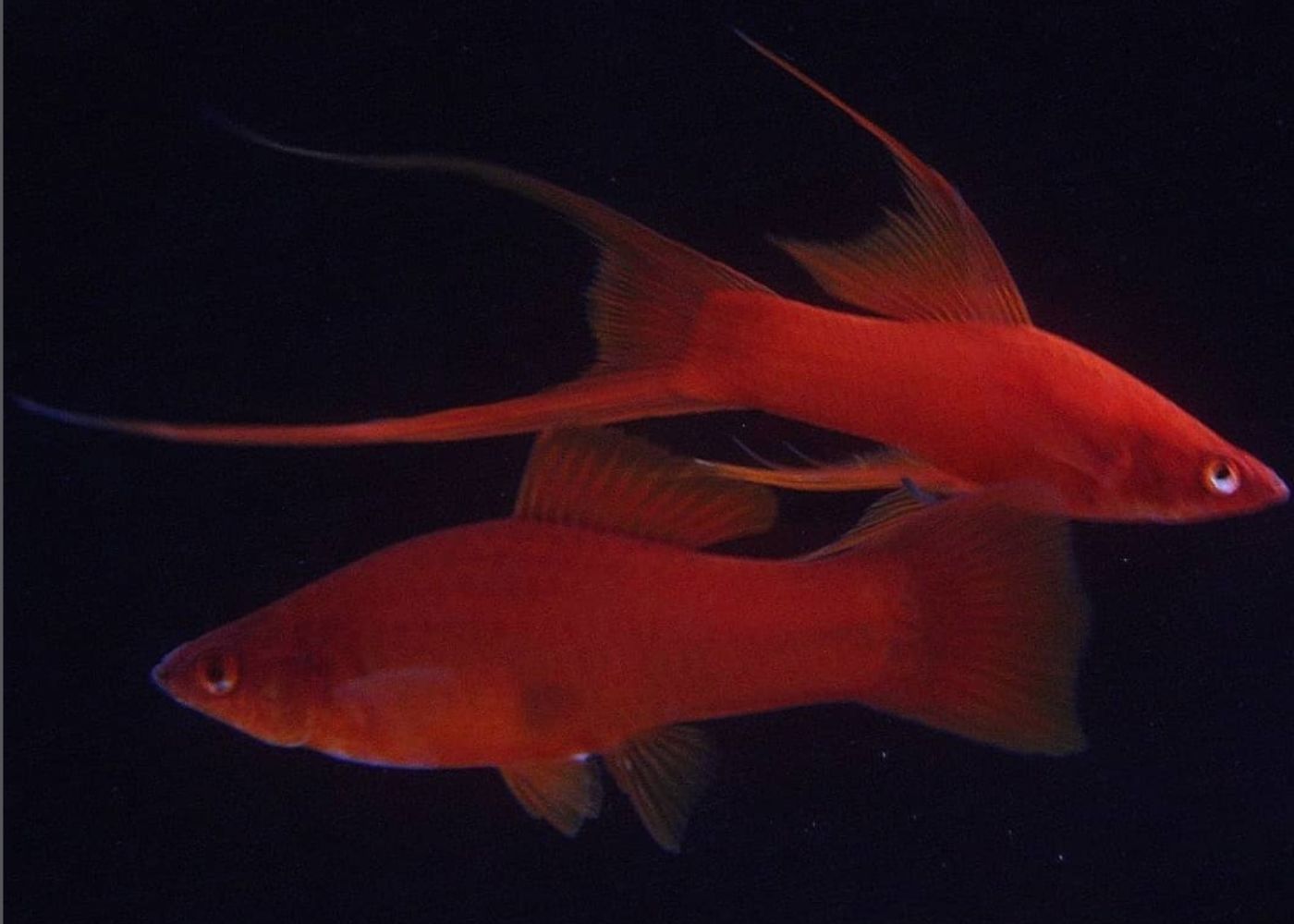 swordtail full red lyretail