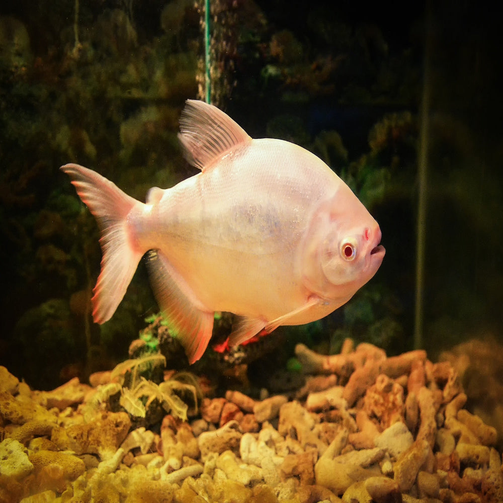 Albino - Red Bellied Pacu – Coburg Aquarium