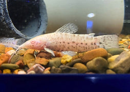 Albino Hoplo Catfish