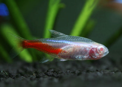 Coburg Aquarium | Albino Neon Tetra | Shop Live Aquarium Fish
