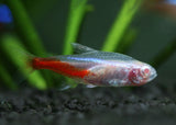 Neon Tetra - Albino