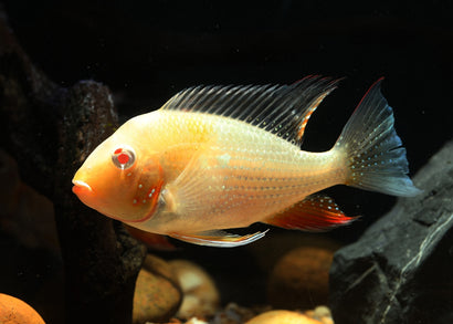 Coburg Aquarium | Albino Threadfin Acara | Shop freshwater aquarium fish online | Cichlids