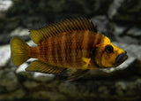 Altolamprologus Compressiceps - Gold Head