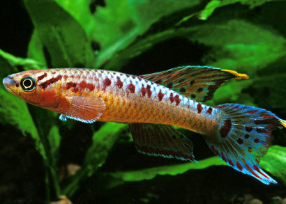 Coburg Aquarium | Aphyosemion Bivittatum | Shop Live Aquarium Fish Online