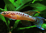 Aphyosemion Bivittatum