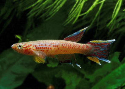 Coburg Aquarium | Assorted Aphyosemion Male | Shop live aquarium fish online