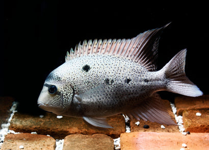 Silver  Cichlid - Maskaheros Vieja argentea
