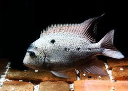 Argentea Cichlid - Maskaheros Vieja argentea