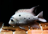 Silver  Cichlid - Maskaheros Vieja argentea