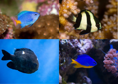 Coburg Aquarium | Marine fish online | Assorted Damselfish