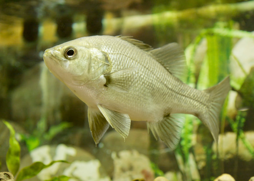 Coburg Aquarium | Shop Australian Native Fish