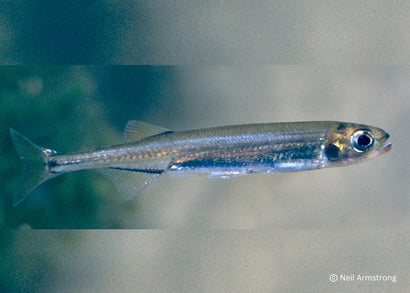 Coburg Aquarium | Australian Smelt | Shop native Australia fish online