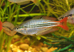 Coburg Aquarium | Australis Rainbow Fish | Shop rainbowfish online